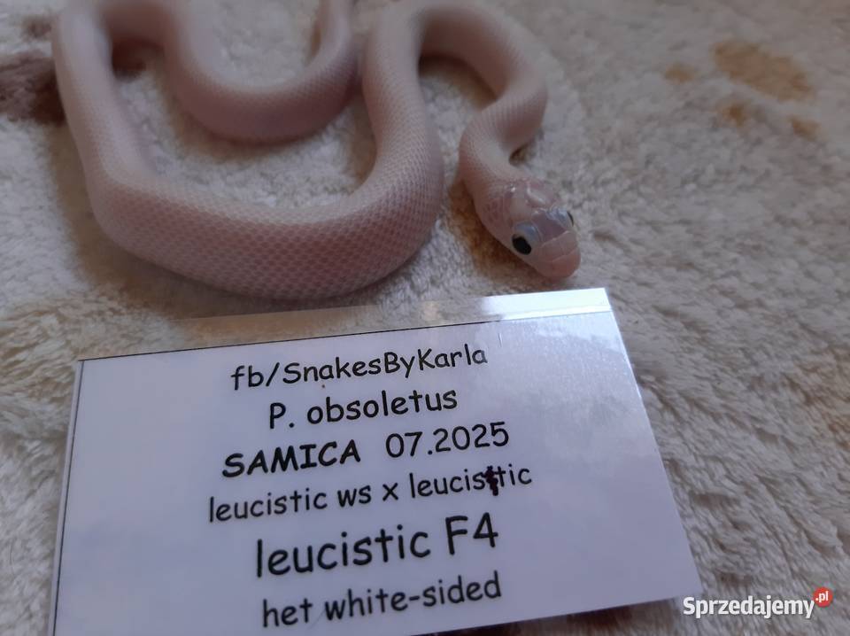 Wąż zbożówka obsoleta leucistic śnieżnobiały Gady i płazy Warszawa