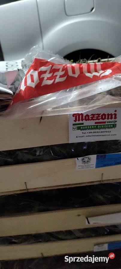 Sprzedam sadzonki mazowieckie Płock