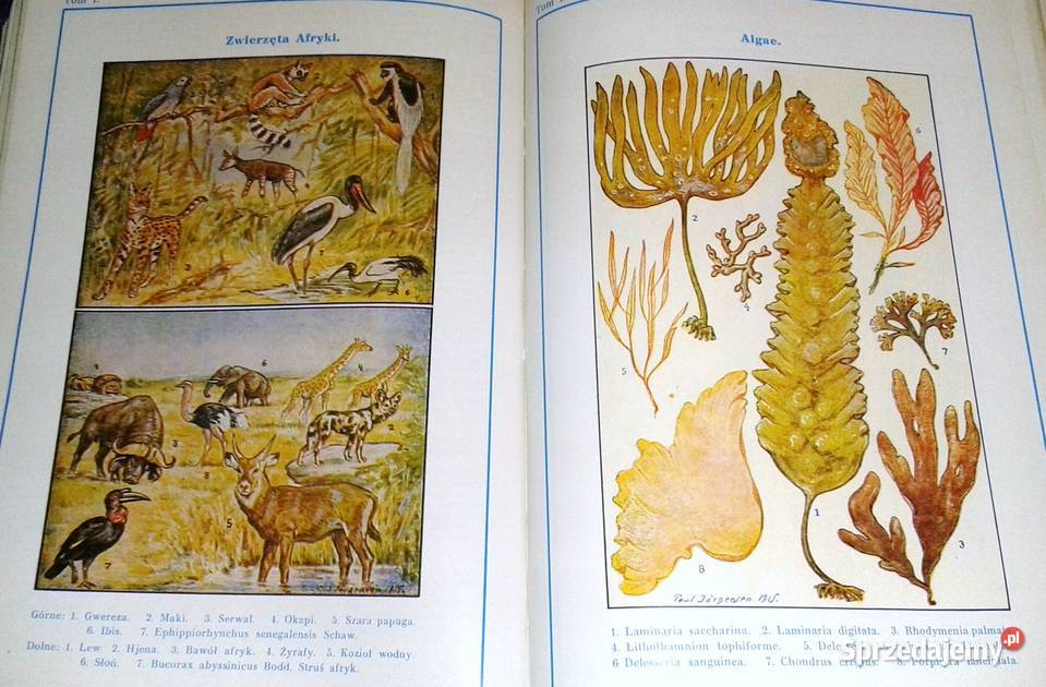 Encyklopedia Powszechna Gutenberga Tom 1 twarda Chełm