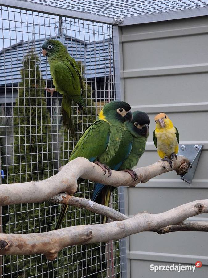 Ara żółtokarka wielkopolskie Rakoniewice