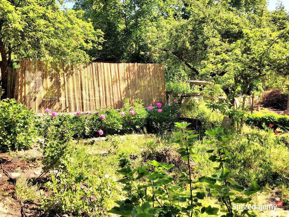 Działka ROD Niedźwiednik Gdańsk 540 m2