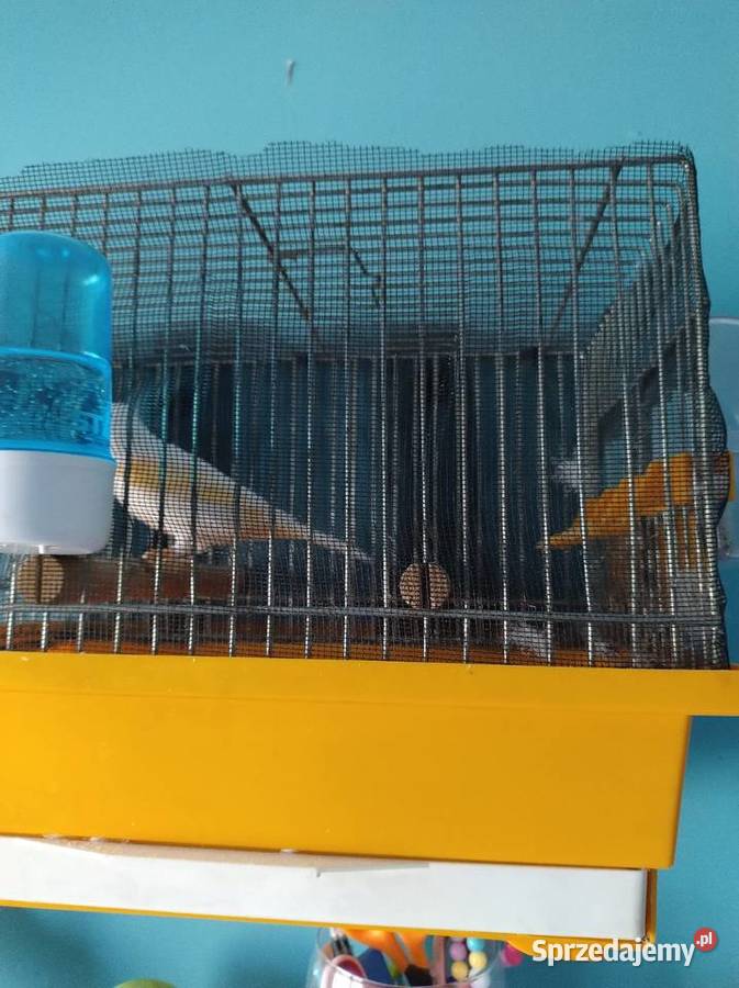 Kanarek żółty mozaika samica Częstochowa