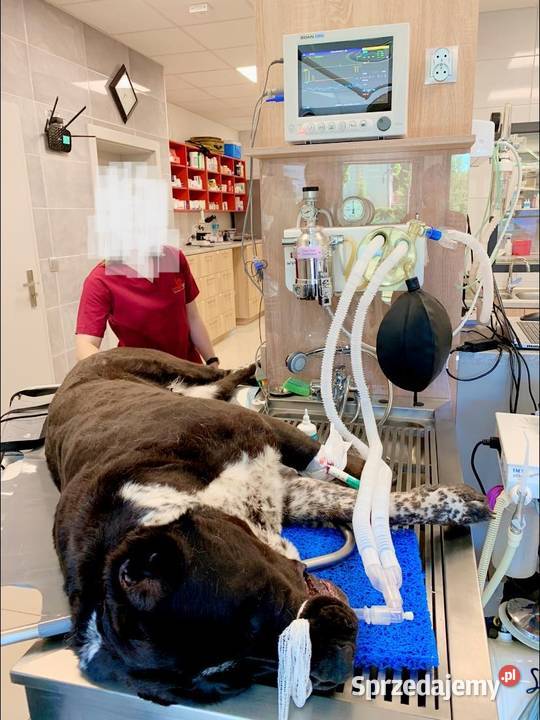 STÓŁ DENTYSTYCZNY WANNOSTÓŁ Myszków