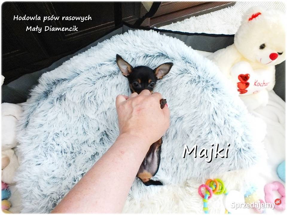 Malutki Piesek MAJKI Pinczer miniaturowy Żary sprzedam