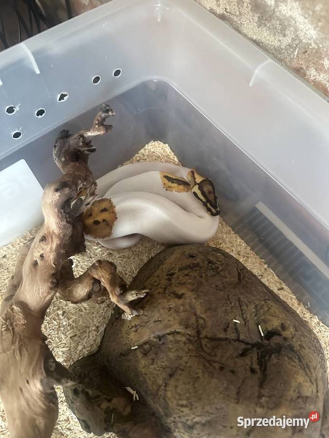 Pyton królewski fire piebald młoda samica Piekary Śląskie