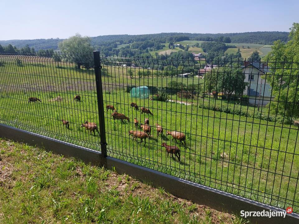 Sprzedam barany barbadosy Pozostałe