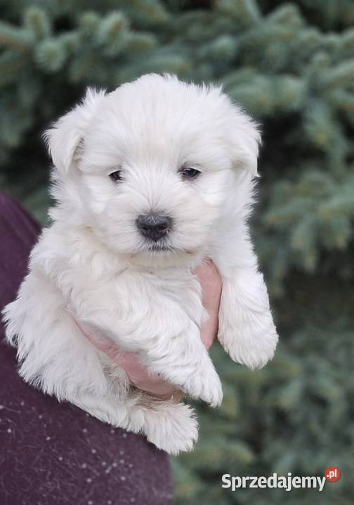 West highland white terrier westi zkwp FCI Piątkowisko