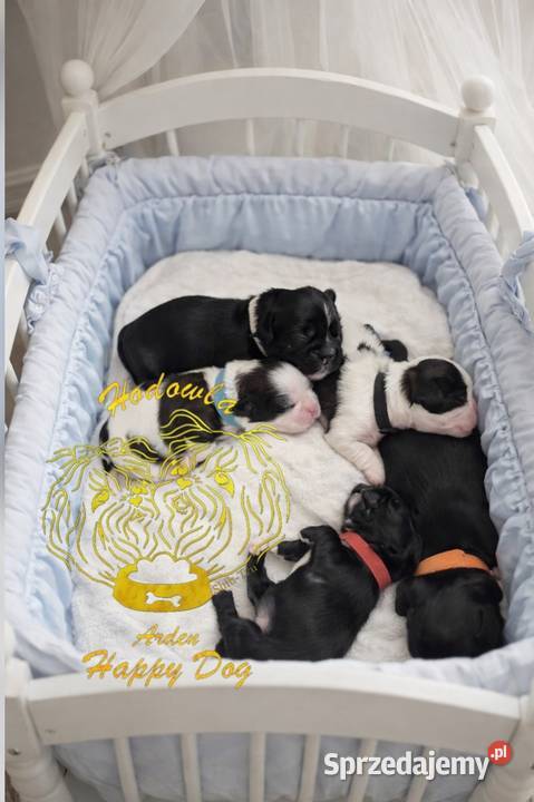 Szczenięta shih tzu z genem blue