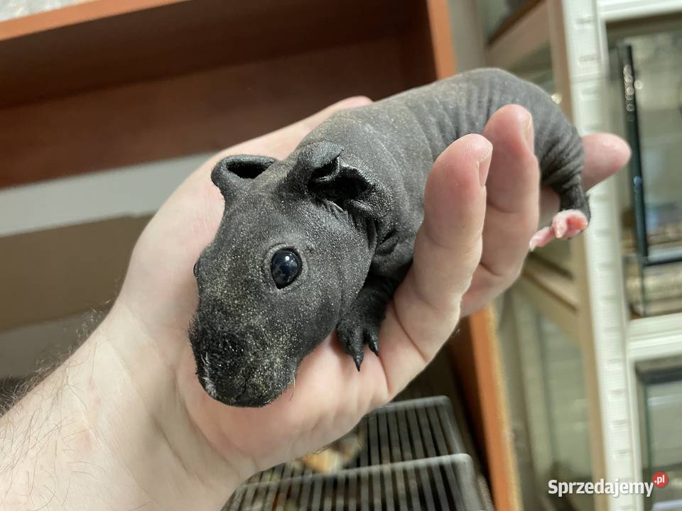 kawia skin łysa świnka morska Gliwice