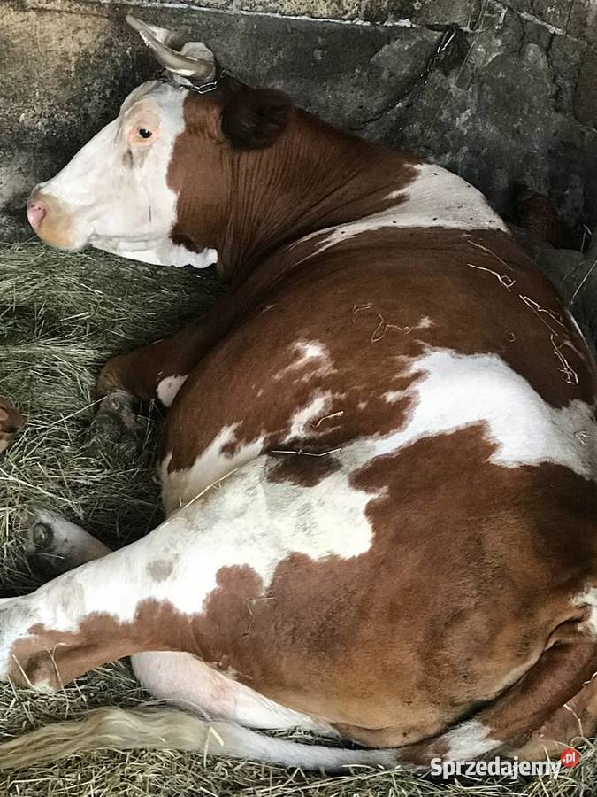 Krowa mleczna mućka lubelskie Zbędowice