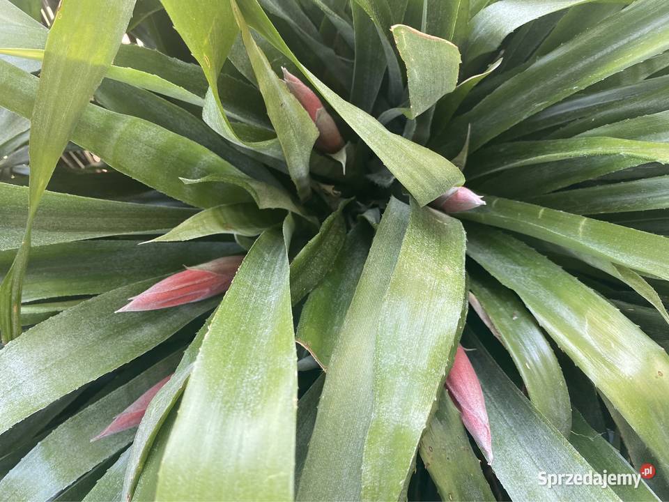 Bilbergia zwisła zwodnica dwie rozłożyste Ogród Zabierzów