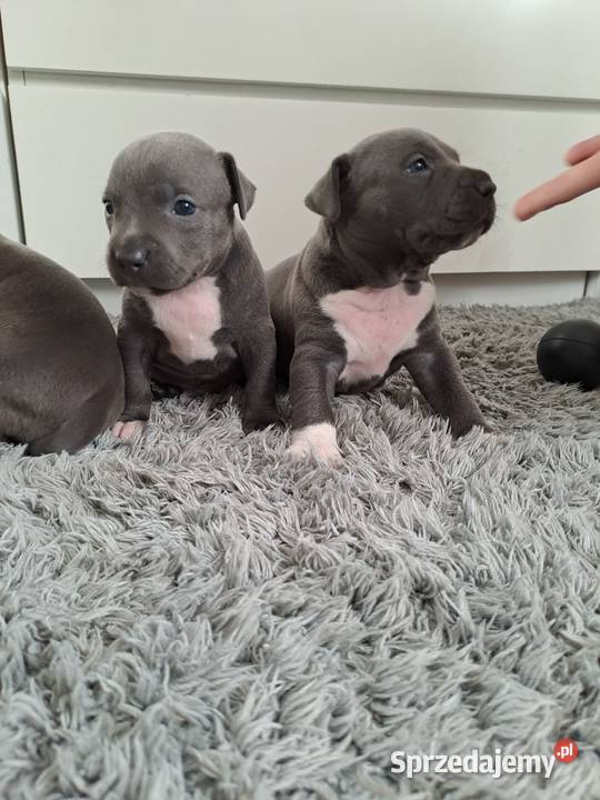 Piękne szczenięta Amstaff Blue