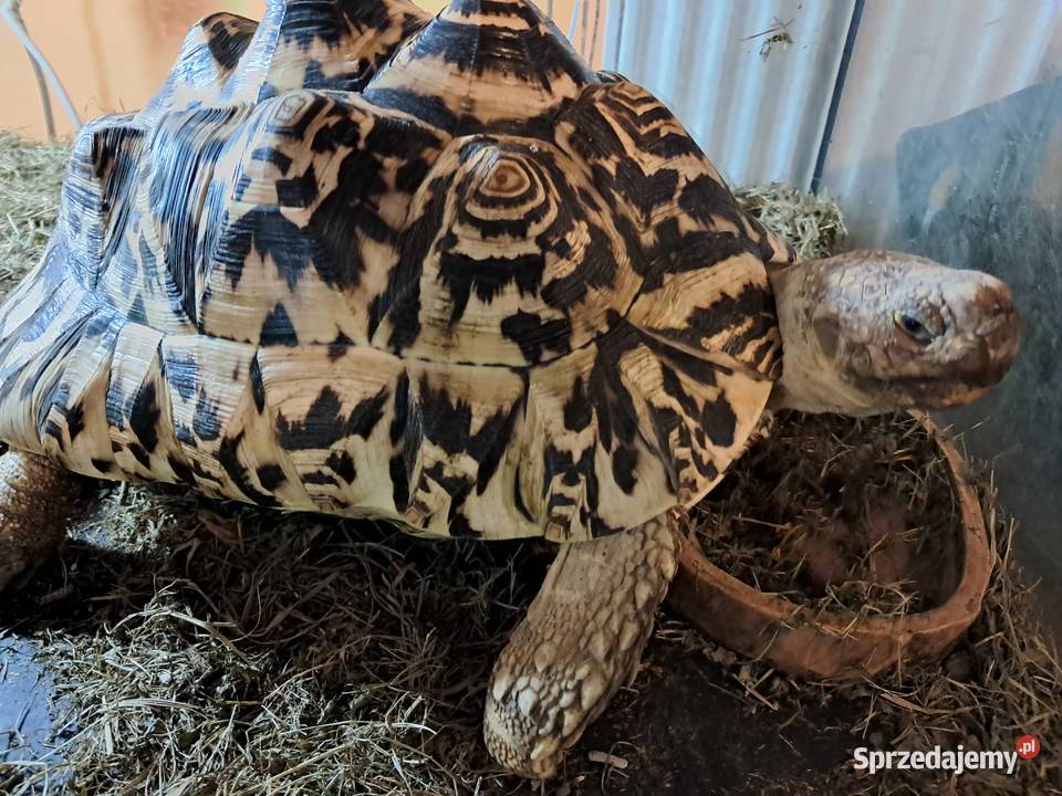 Żółwie lamparciepara małopolskie Niepołomice
