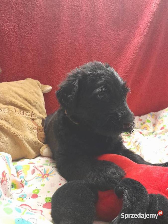 Sznaucer olbrzym szczenięta FCI Rozniszew