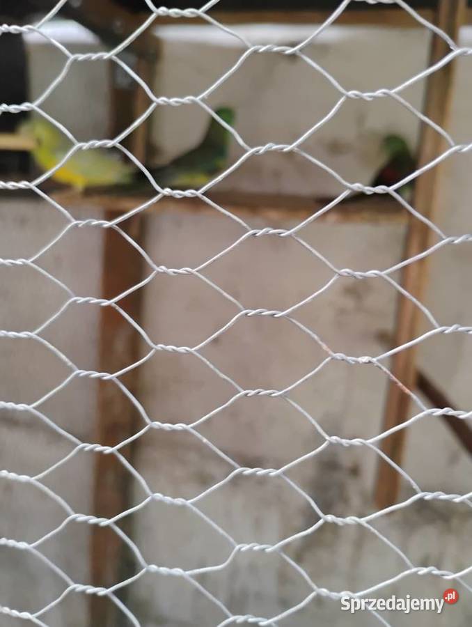 Świergotki i modrolotki