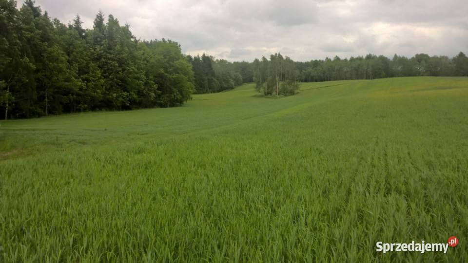 Mazury Stare Juchy działki 3000m2 w okolicach warmińsko-mazurskie sprzedam