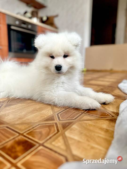 Samoyed FCI szczenięta gotowe do odbioru Łódź