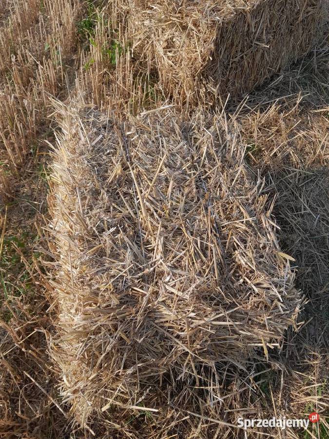 Słoma pszenna kostka