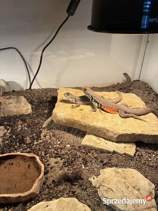 Agama Motylowa Opole