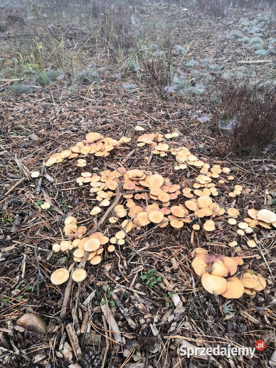 Domek narzędziowy ogrodowy Kawnice