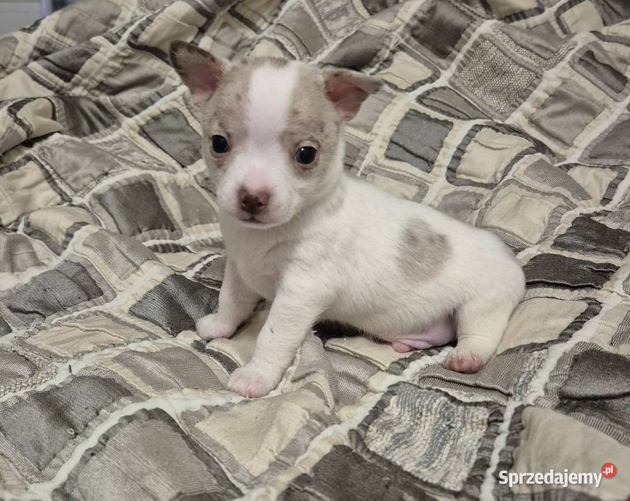 Chihuahua piesek merle z biały Wrocław