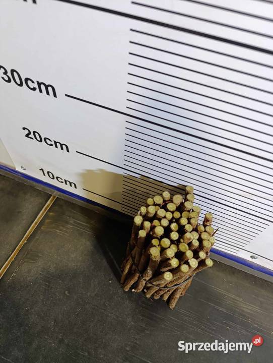 SZTOBRY zrazy patyki KIJE porzeczka czarna lubelskie Stary Pożóg