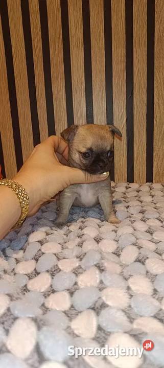 CHIHUAHUA KRÓTKOWŁOSY śląskie sprzedam