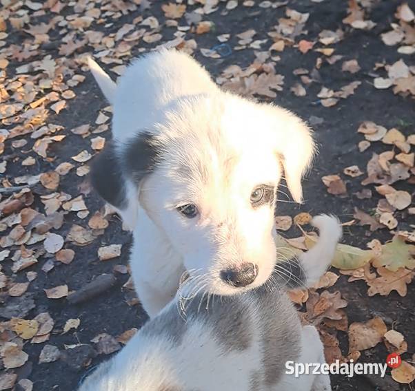 Owczarek środkowoazjatyczki szczenię dolnośląskie Złotów
