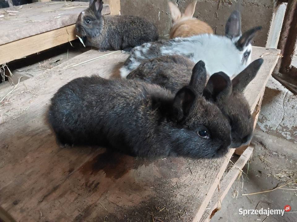 Króliki Parczew