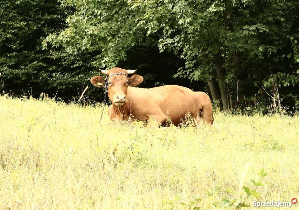 Sprzedam krowę czerwoną zacieloną 3letnią kozy Bielsko-Biała