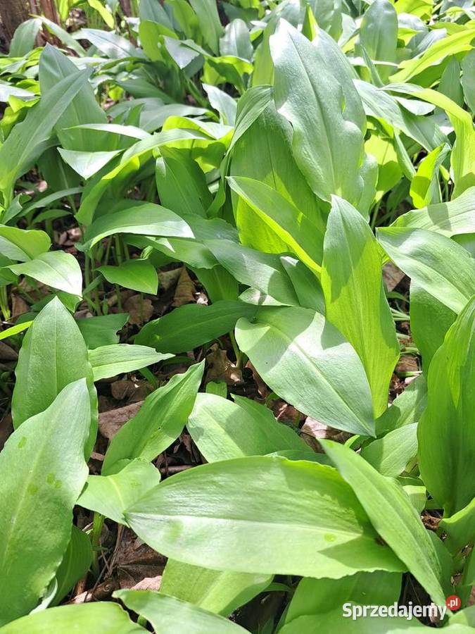 Czosnek niedźwiedzi liście świeże 1