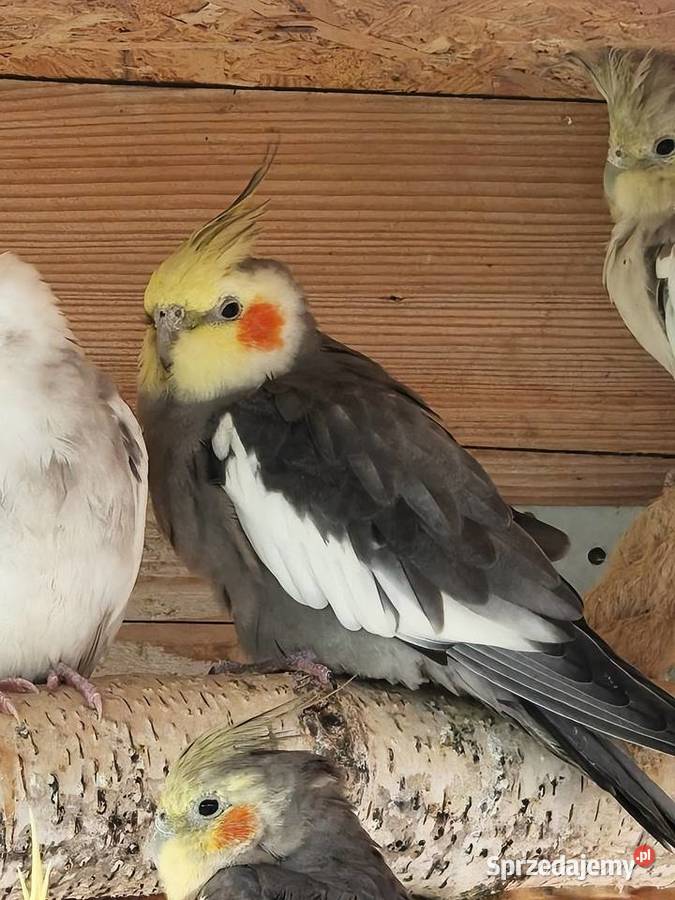 Papugi zmienią wolierę Rzadkwin sprzedam