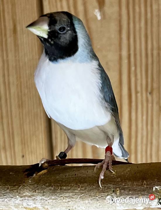 Amadyna wspaniała samiczka 2025r Ruda Śląska