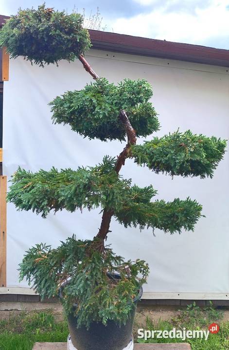 Bonsai Niwaki jałowiec łuskowy Blue Carpet Medynia Łańcucka