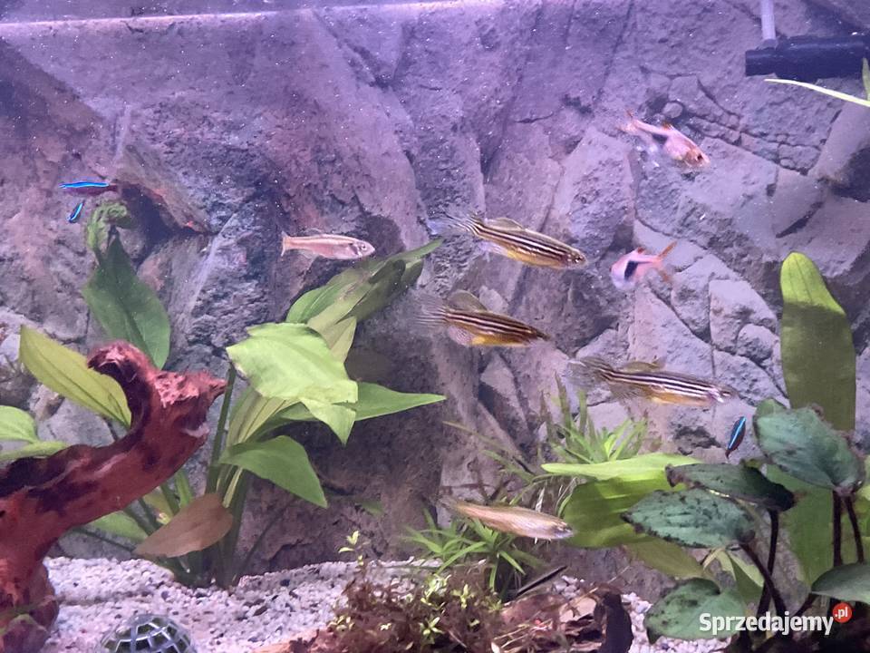Sprzedam rybki 8 sztuk 30