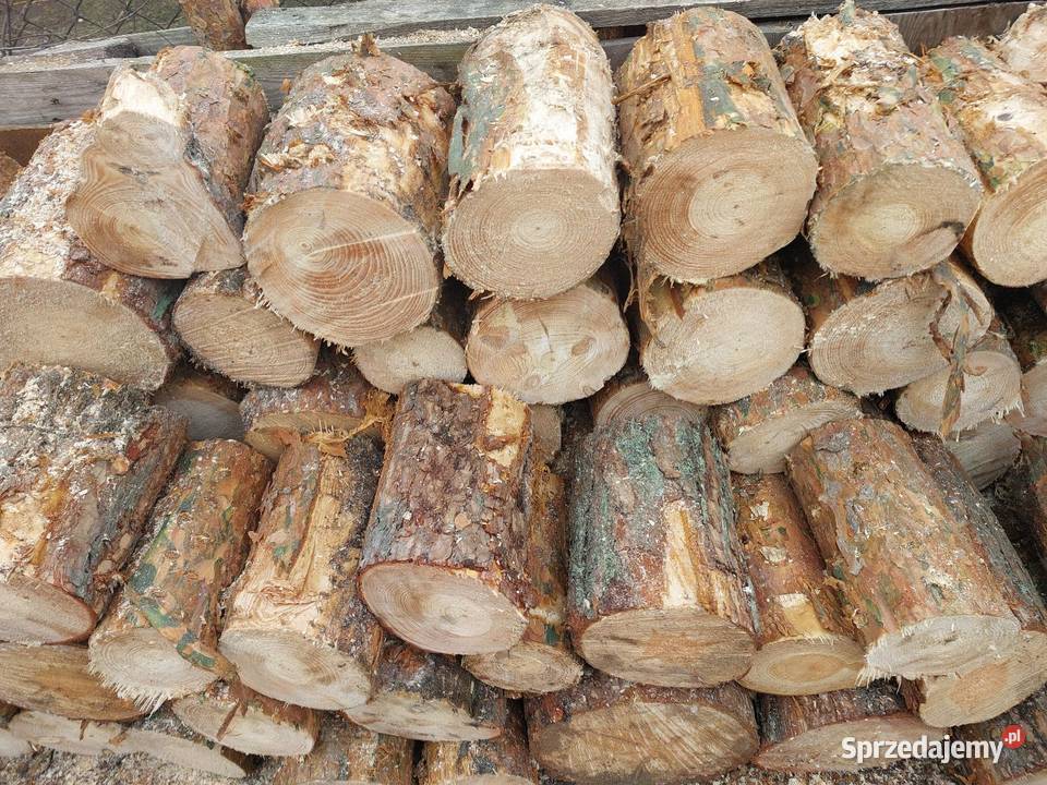 Sosna średnia I gruba Ogrzewanie wielkopolskie Kleczew