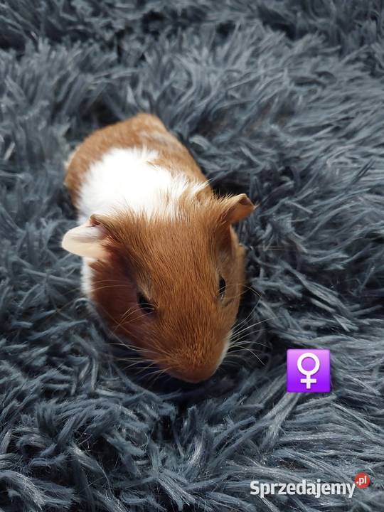 Świnki morskie rezerwacja Gryzonie Warszawa