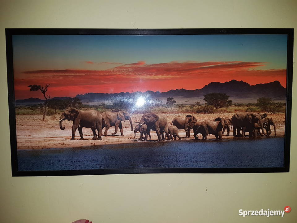 Obraz Slonie sawanna zahód sloncawym 53x103 Malarstwo podkarpackie Mielec