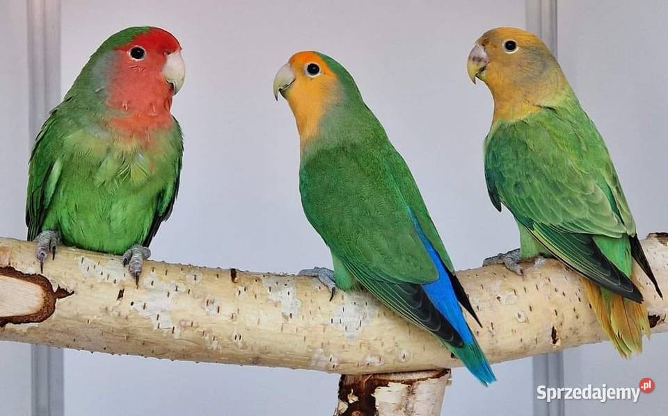 Nierozłączka czerwonoczelna młoda do oswojenia i Ptaki Wrocław