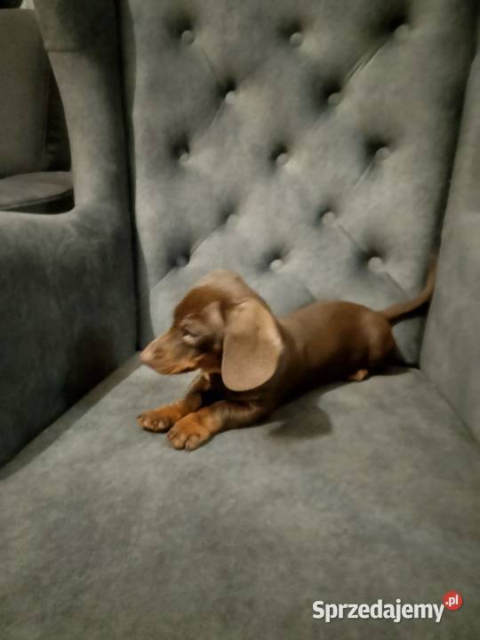 Jamnik czekoladowy piesek mazowieckie Żyrardów