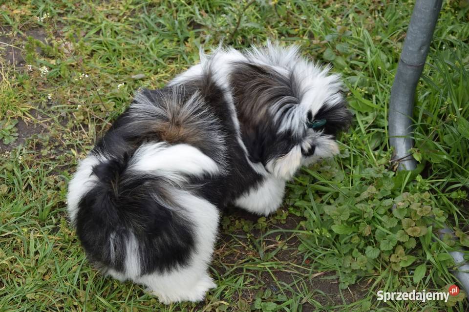 Shih Tzu pies szczeniak cudowny kolor Kluczbork