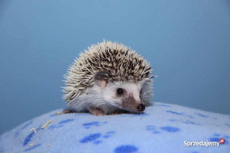 JEŻ PIGMEJSKI białobrzuchy oswojone hodowlane je Lubin