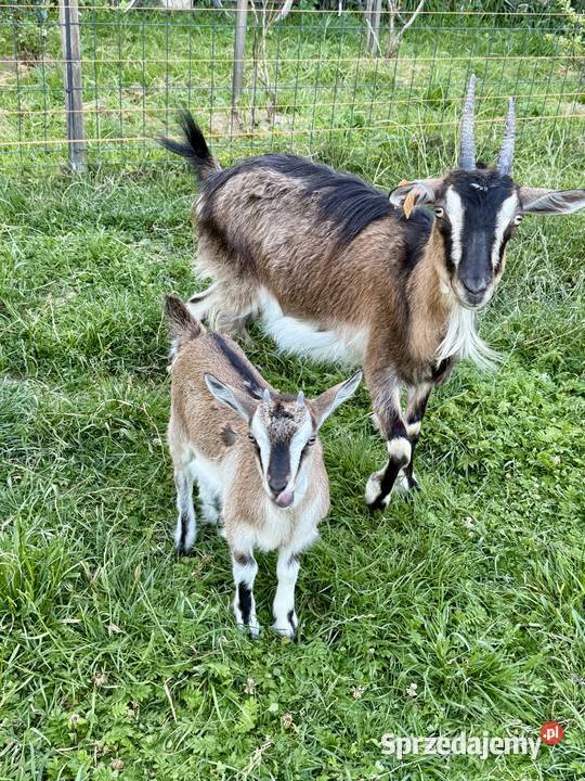 Koza Kozy matka z córką Godowa sprzedam