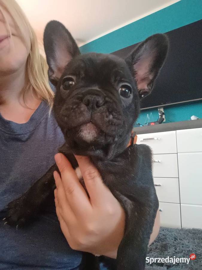 Szczenięta Buldog Francuski Kwidzyn