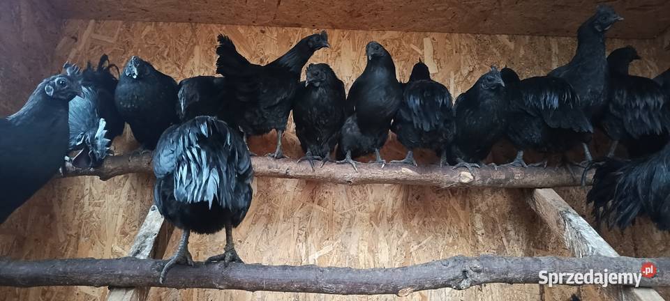 Sprzedam jajka lęgowe Ayam Cemani Jastrzębie-Zdrój