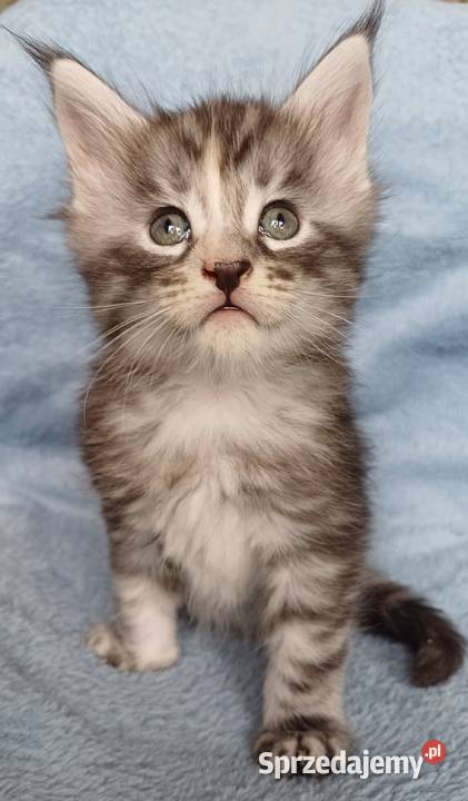Maine Coon kotka rodowód FPL