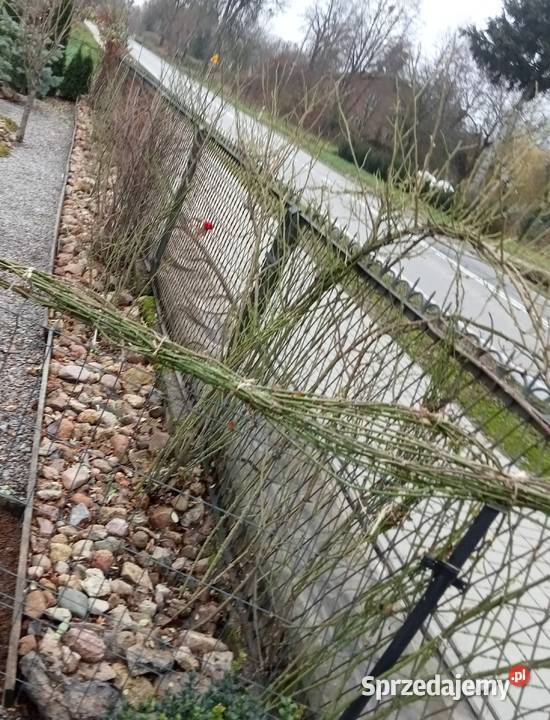 Róże ogrodowe pnące wielkokwiatowe rabatowe mix Żółkiewka-Osada