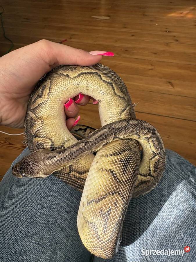 Pyton krolewski Poznań