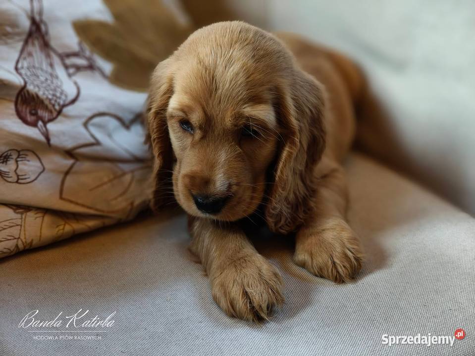 Cocker Spaniel Angielski pełny rodowód FILM Wieliczka