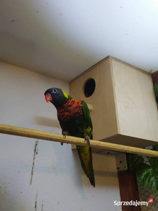 Papugi Lorysy Brzesko